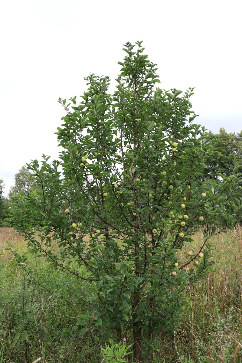 Image of Malus domestica specimen.