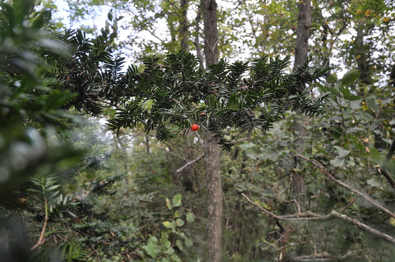 Image of Taxus cuspidata specimen.