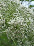 Angelica cincta