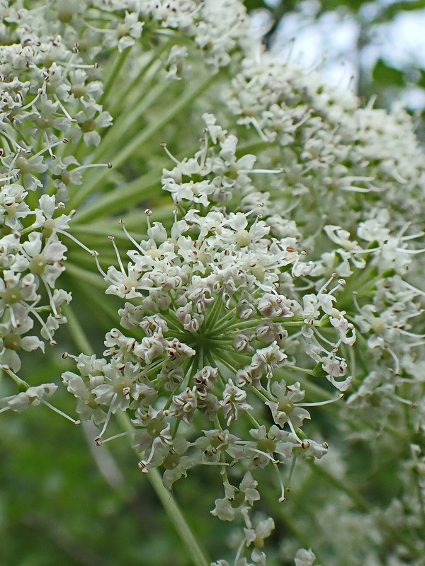 Image of Angelica cincta specimen.