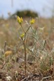 Bupleurum baldense. Цветущее растение. Крым, Севастополь, Юхарина балка, петрофитная степь. 04.06.2024.