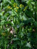 Barbarea vulgaris