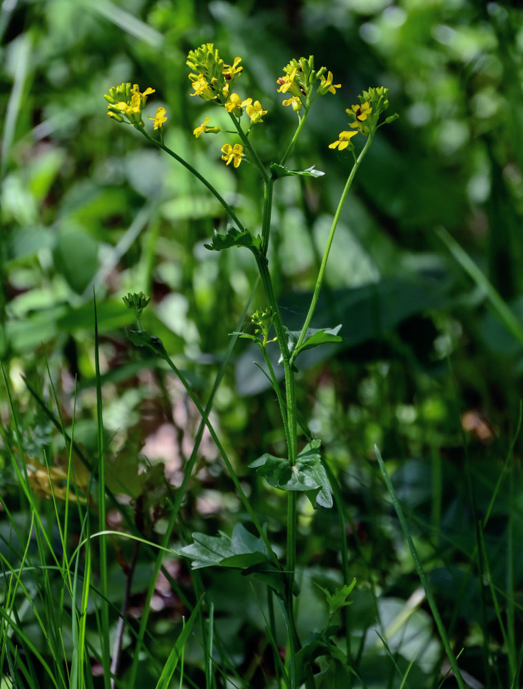 Изображение особи Barbarea vulgaris.