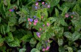 Pulmonaria saccharata. Верхушка цветущего растения. Брянская обл., г. Брянск, в культуре. 02.05.2024.