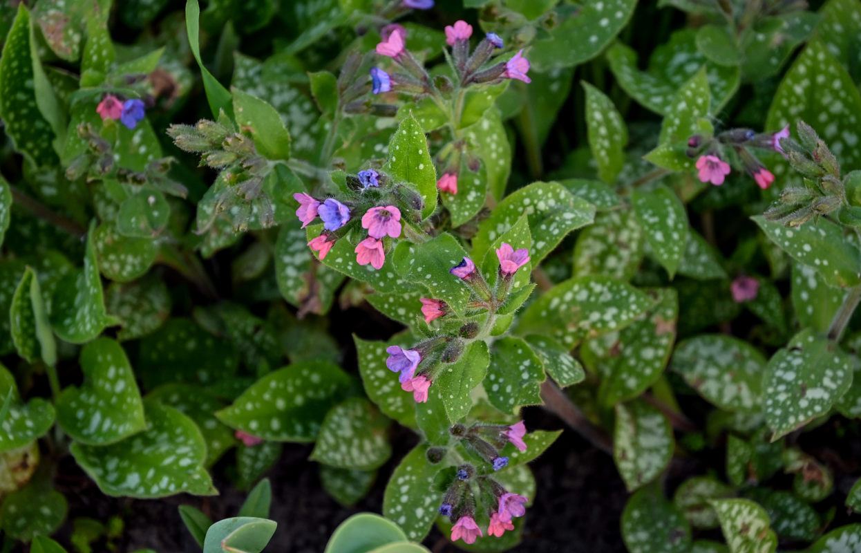 Image of Pulmonaria saccharata specimen.