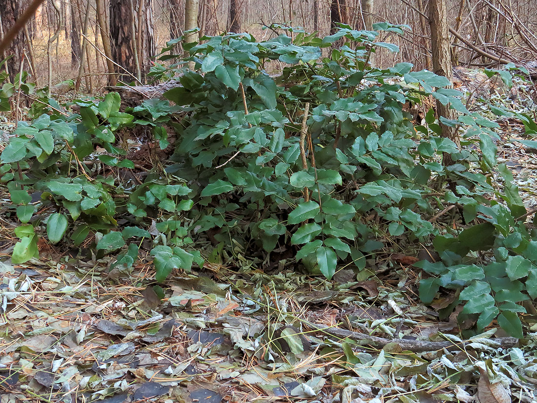 Изображение особи Mahonia repens.