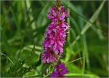 Lythrum salicaria