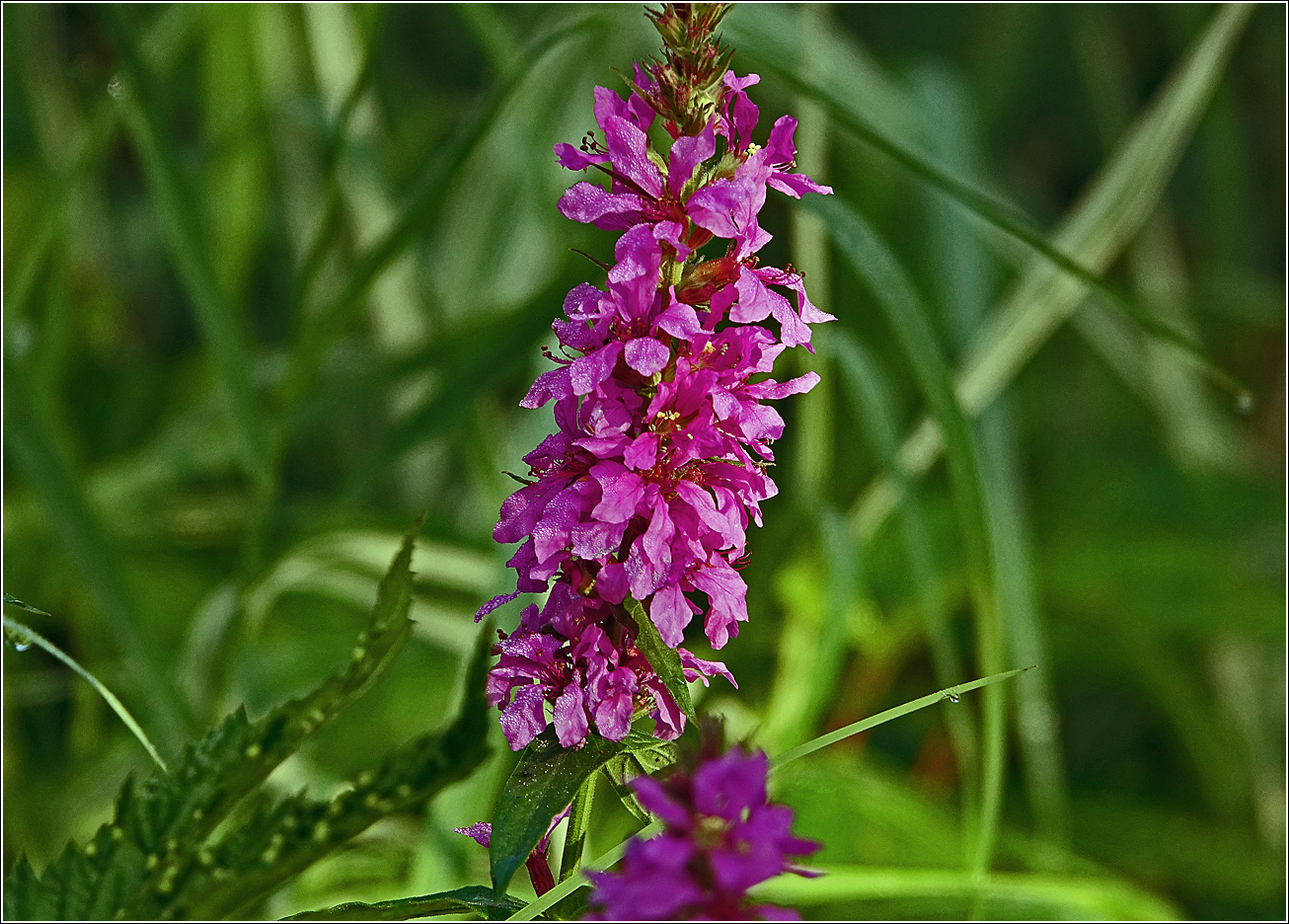 Image of Lythrum salicaria specimen.