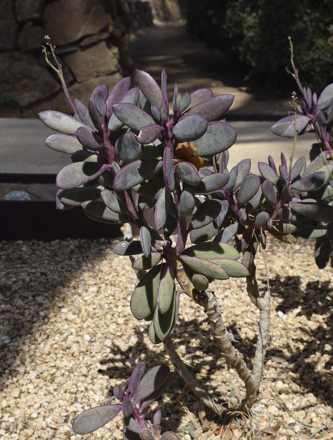 Image of Senecio crassissimus specimen.