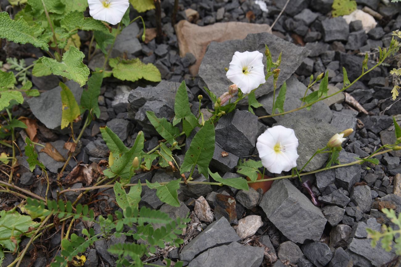 Image of Convolvulus arvensis specimen.