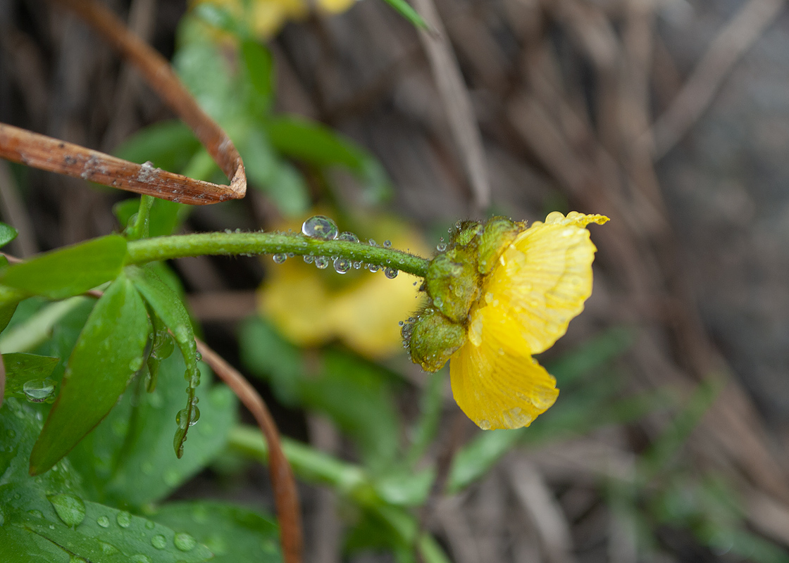 Image of Ranunculus nivalis specimen.