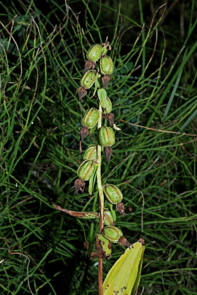 Image of Epipactis helleborine specimen.