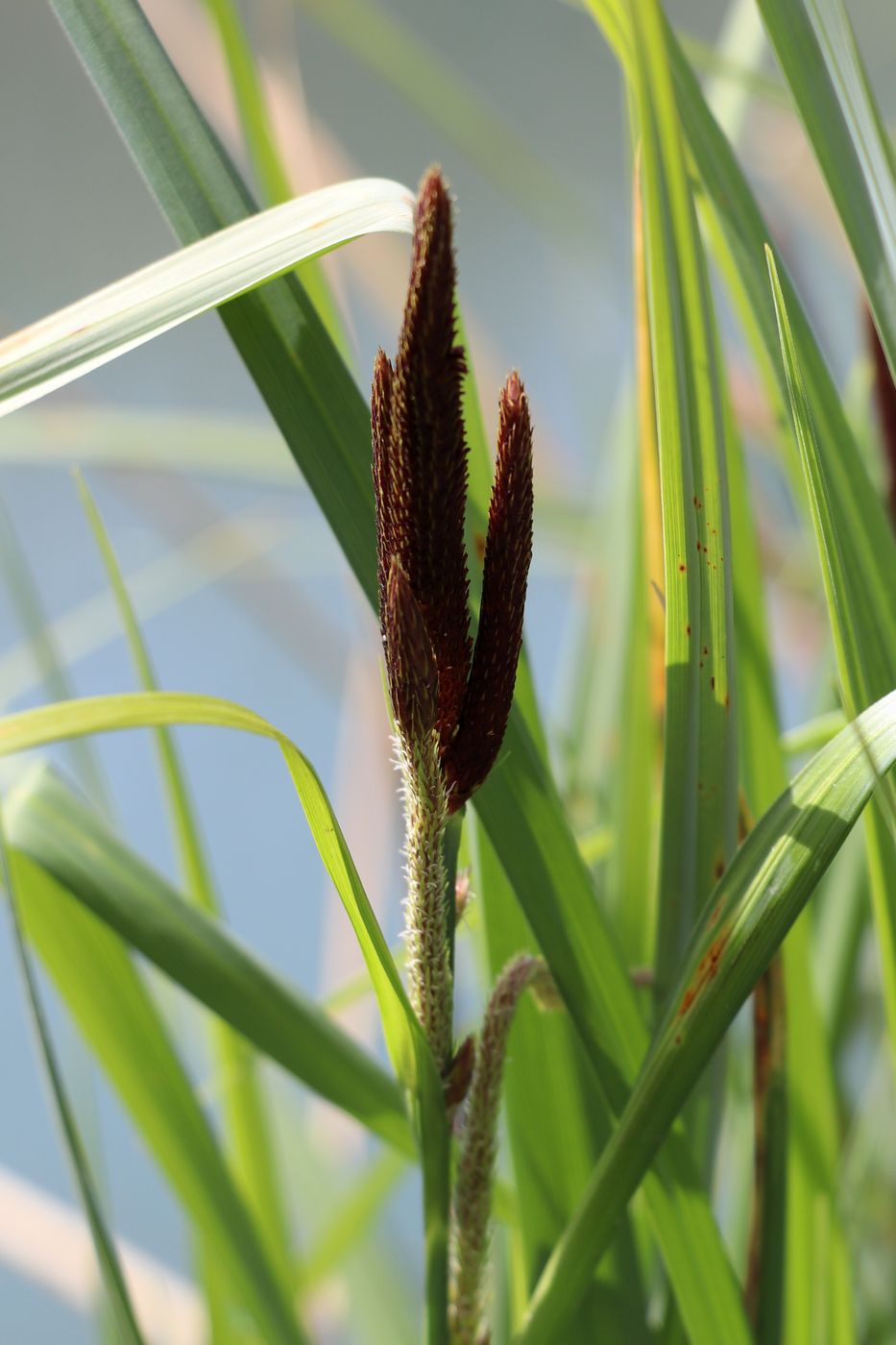 Изображение особи Carex acutiformis.