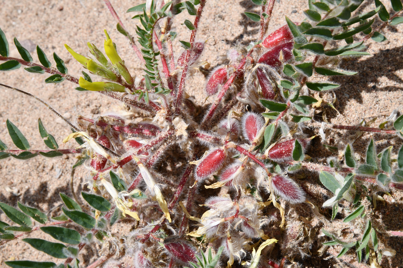 Изображение особи Astragalus rubtzovii.