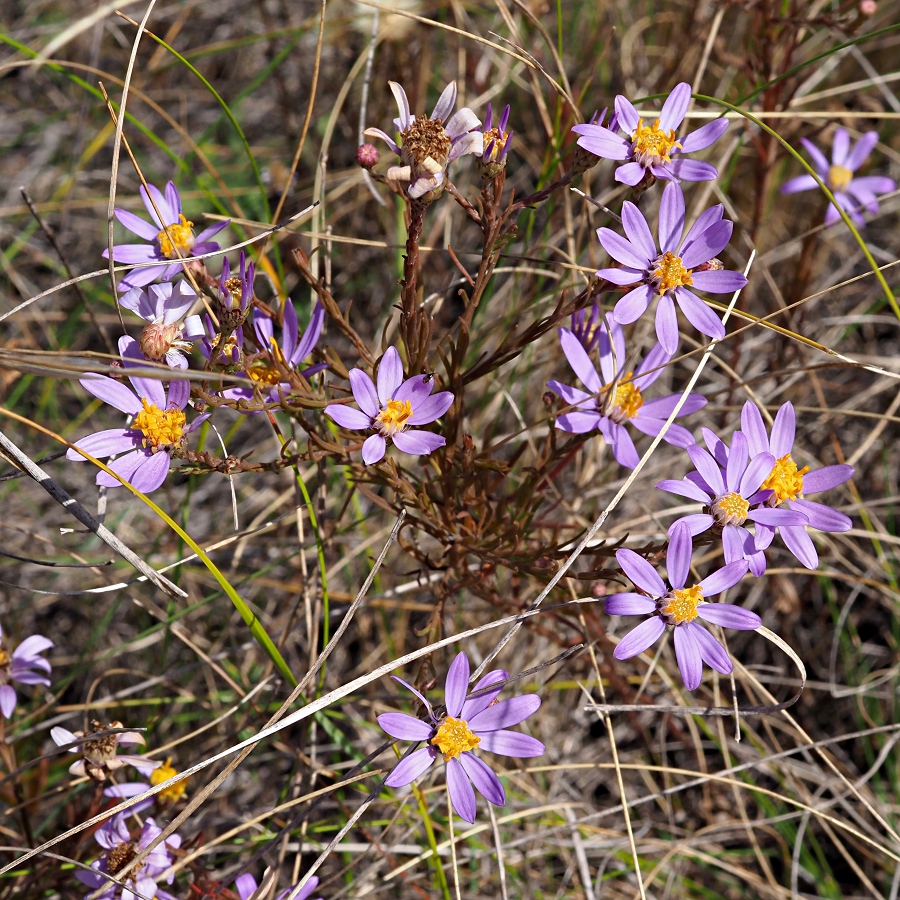 Image of Galatella angustissima specimen.