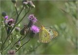 Cirsium arvense