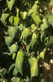 Hedera colchica