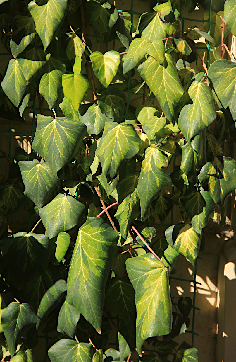 Image of Hedera colchica specimen.