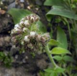 Phacelia secunda
