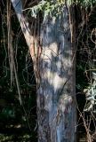 genus Eucalyptus