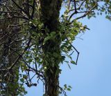 View full-size image Viscum album