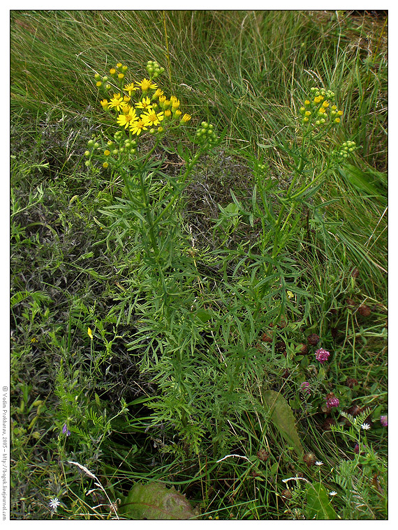 Image of Senecio erucifolius specimen.