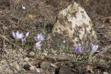 View full-size image Crocus reticulatus