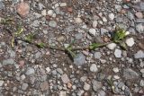 View full-size image Cerastium nemorale