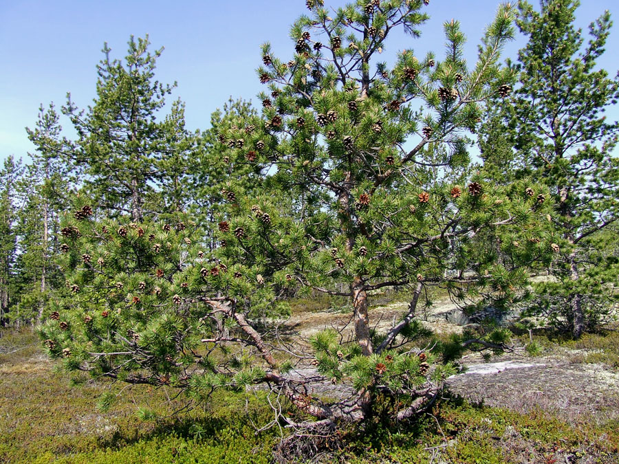 Image of Pinus friesiana specimen.