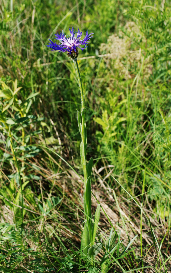 Image of Centaurea tanaitica specimen.