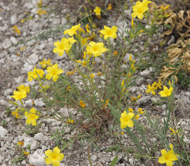 Изображение особи Linum ucranicum.