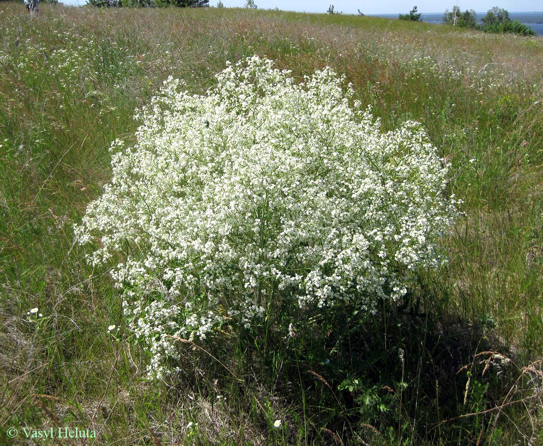 Image of Crambe tataria specimen.