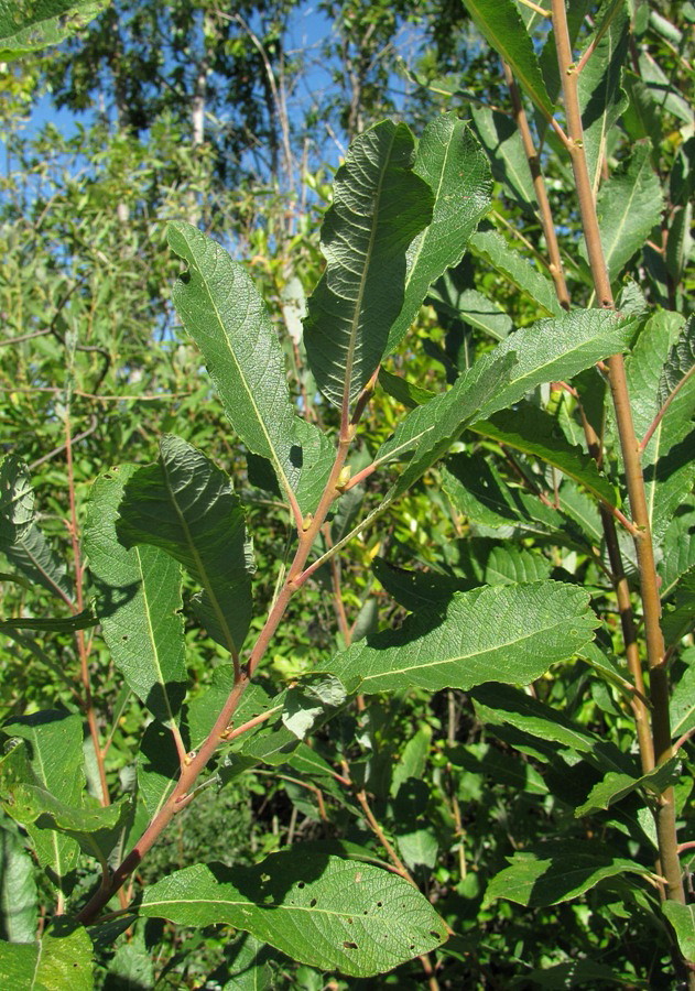 Image of Salix &times; laurina specimen.