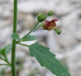 Scrophularia scopolii. Часть побега с цветком. Черноморское побережье Кавказа, щель Прасковеевская, русло реки Джанхот. 24.08.2011.