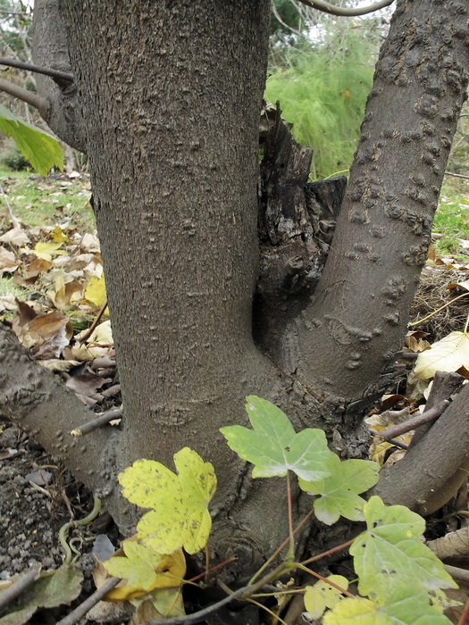 Изображение особи Acer pseudoplatanus.