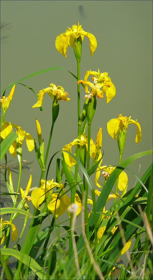 Image of Iris pseudacorus specimen.