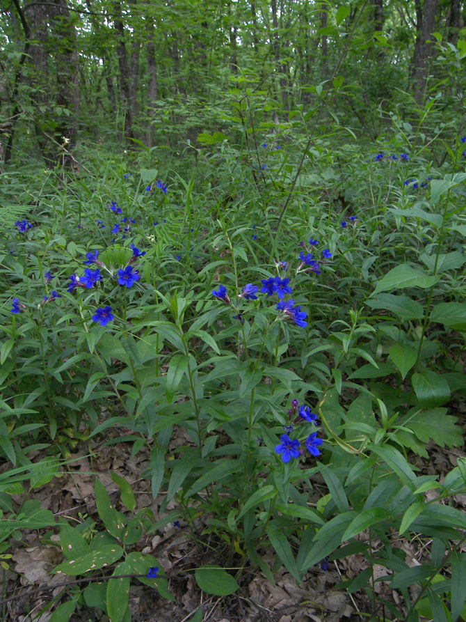 Изображение особи Aegonychon purpureocaeruleum.