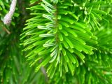 Abies sachalinensis. Верхушка молодого побега взрослого дерева. Южные Курилы, о-в Итуруп, окр. оз. Лесозаводское. Сентябрь 2011 г.