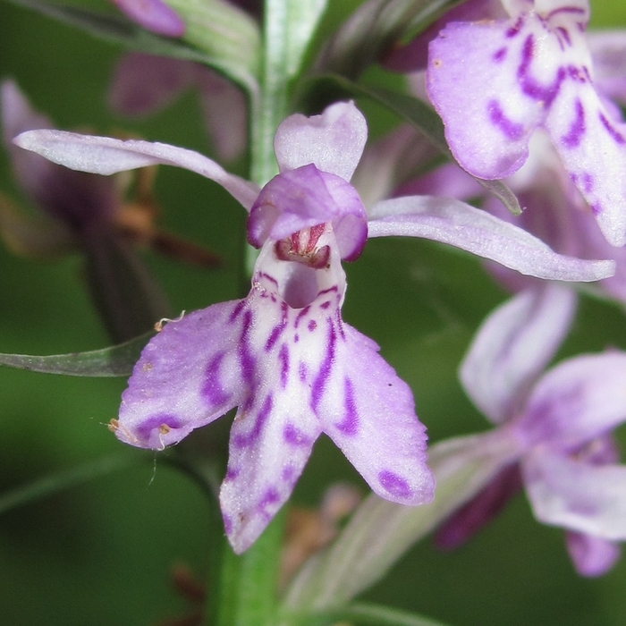 Image of Dactylorhiza fuchsii specimen.