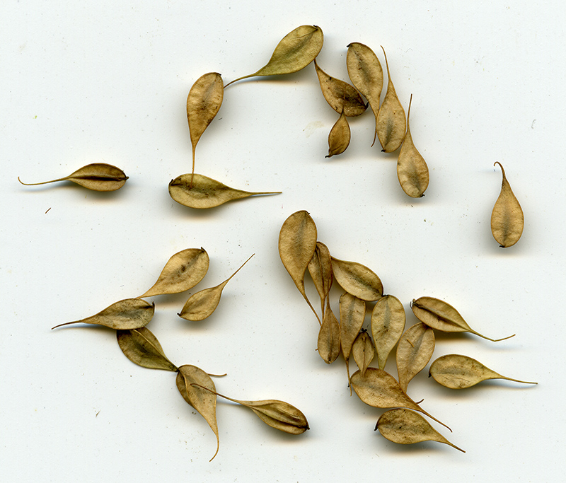 Image of Thalictrum aquilegiifolium specimen.