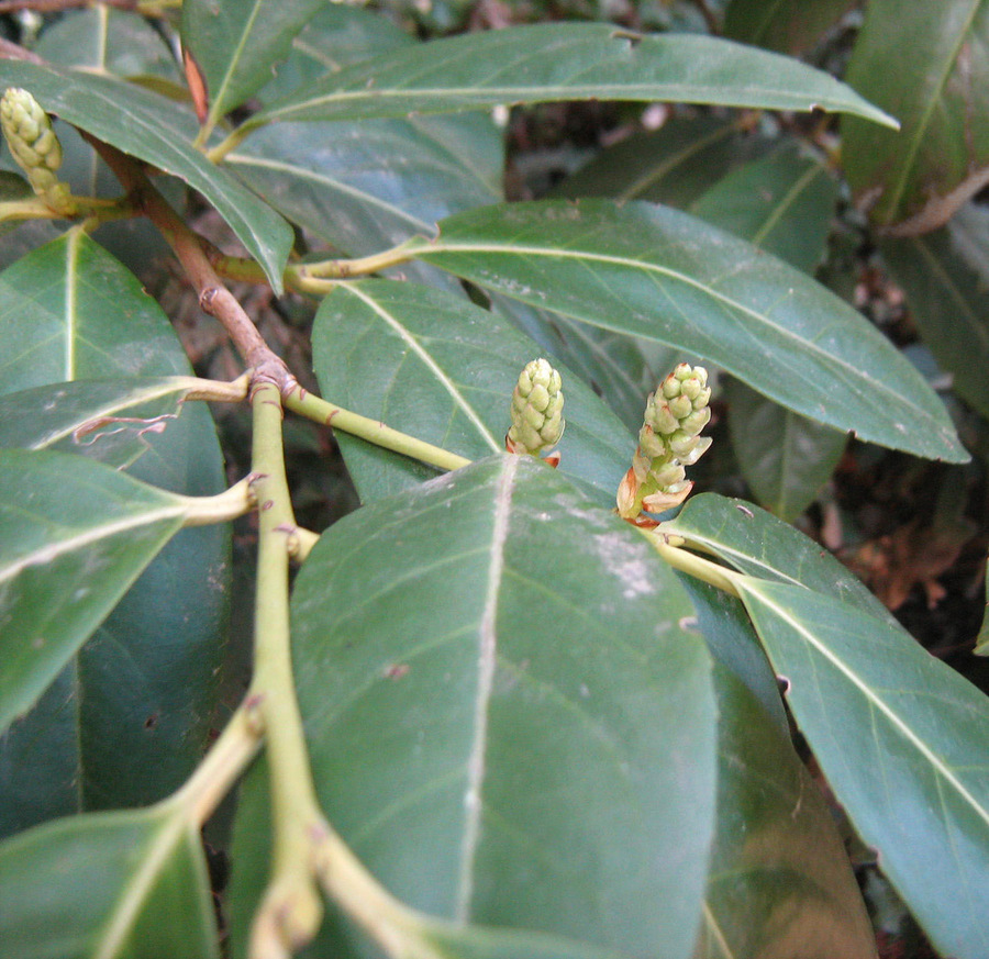 Image of Lauro-cerasus officinalis specimen.