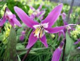 Erythronium sibiricum