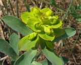 Euphorbia glareosa