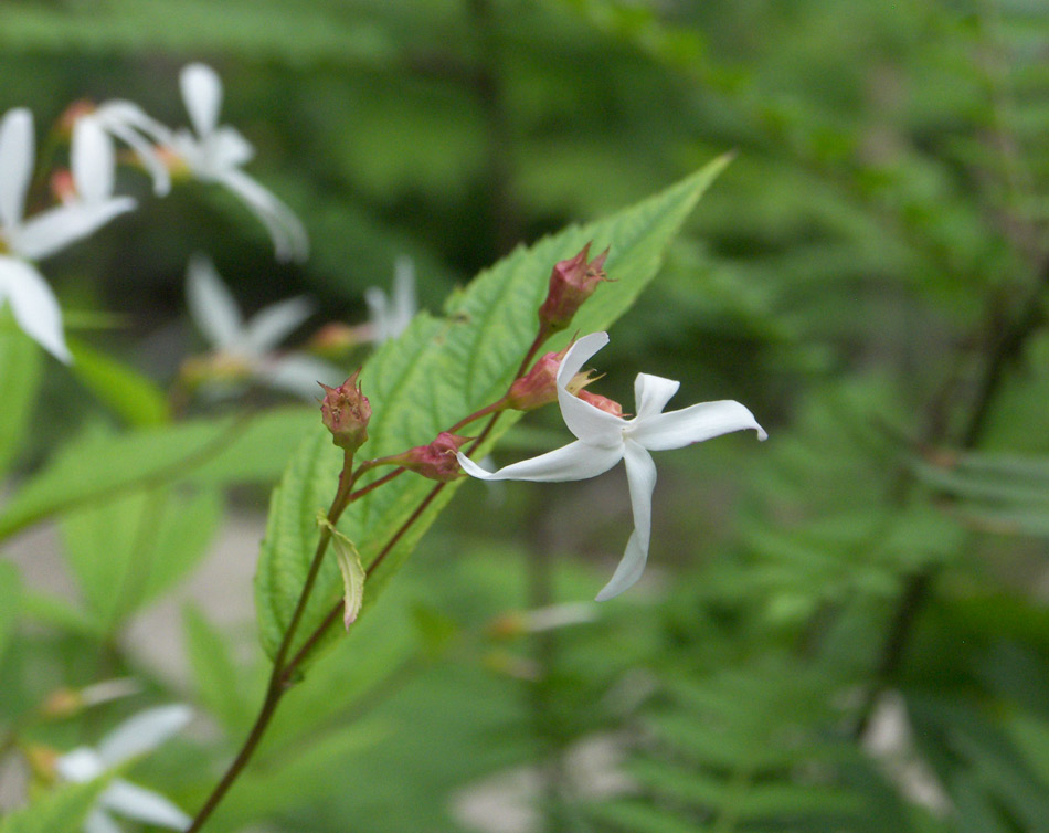 Image of Gillenia trifoliata specimen.