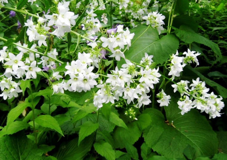 Image of Gadellia lactiflora specimen.