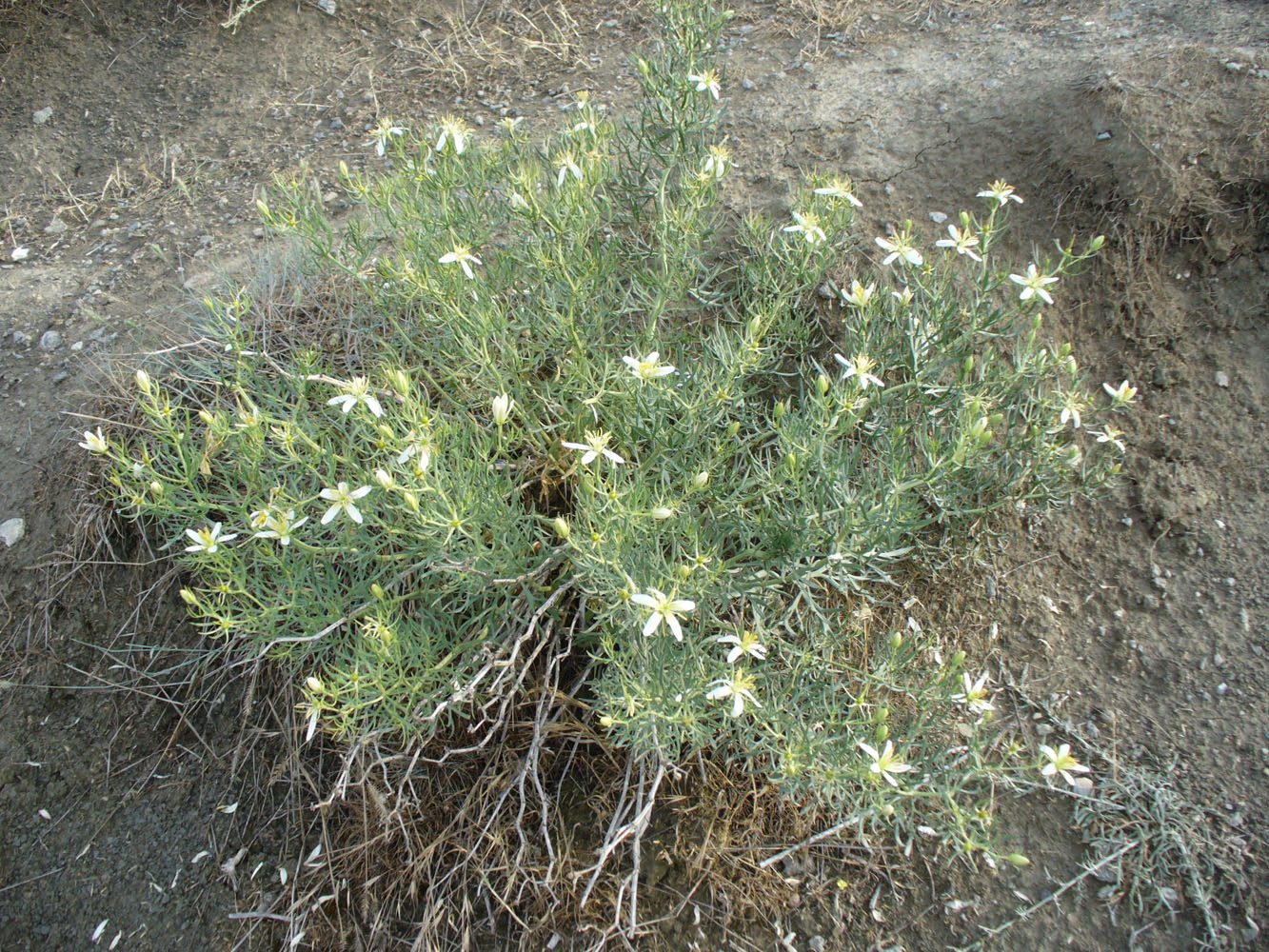 Image of Peganum harmala specimen.