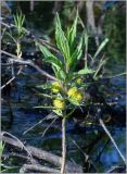 Naumburgia thyrsiflora. Верхушка цветущего растения. Чувашия, окр. г. Шумерля, ст. Кумашка, болото возле ж.-д. насыпи. 20 июня 2012 г.