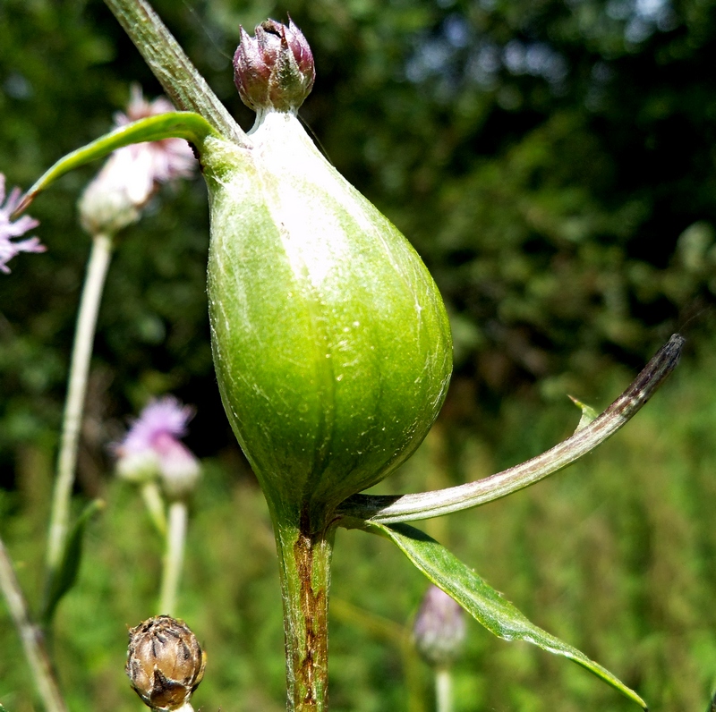 Image of Cirsium setosum specimen.