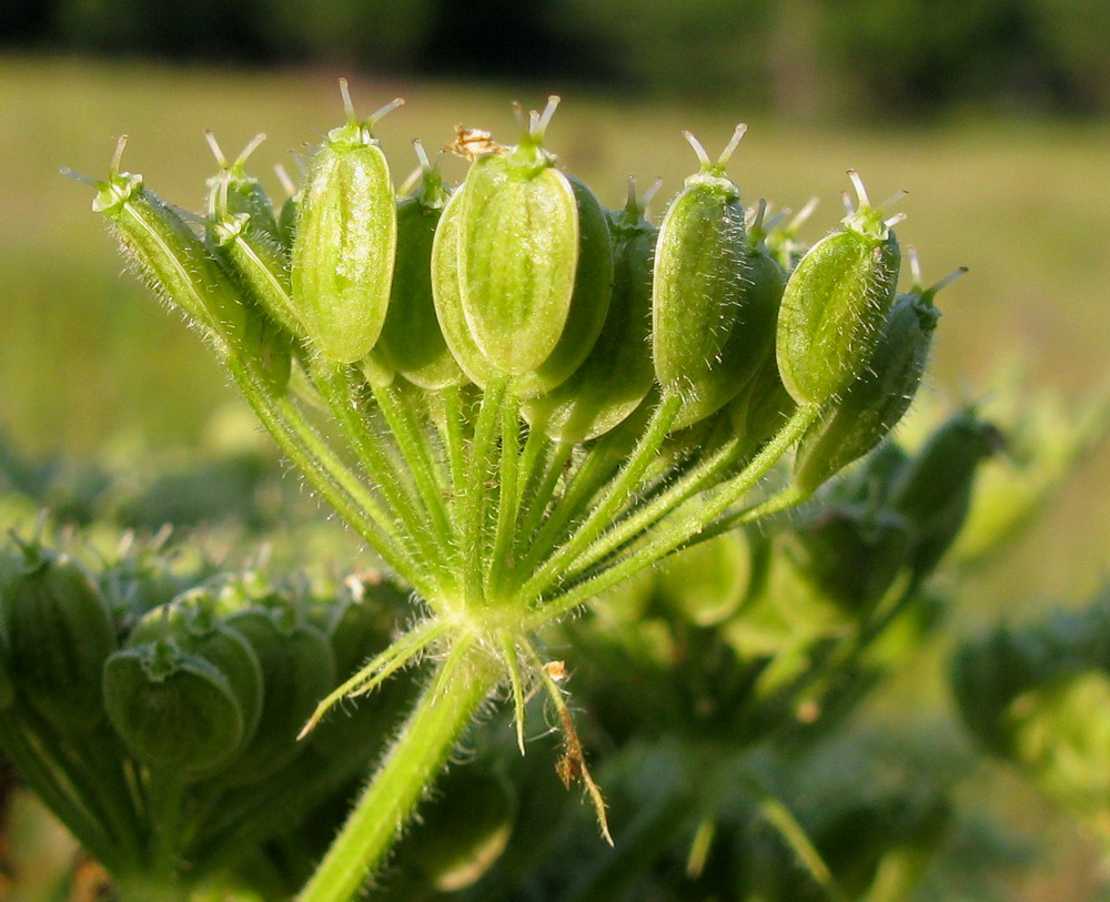 Изображение особи Heracleum dissectum.