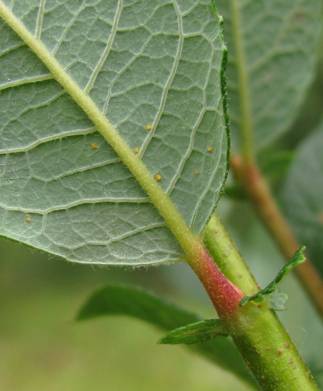 Image of Salix bebbiana specimen.